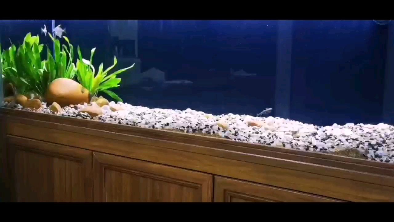 南寧魚缸批發市場在哪里（南寧水缸批發市場）
