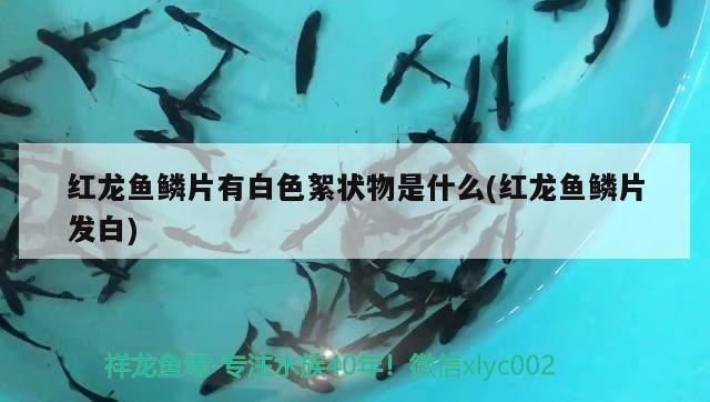觀賞魚燕子養殖方法視頻(觀賞魚燕子養殖方法視頻講解)