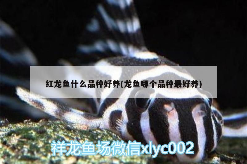 怎樣快速清洗魚(yú)缸里的糞便（怎樣快速清洗魚(yú)缸里的糞便呢）