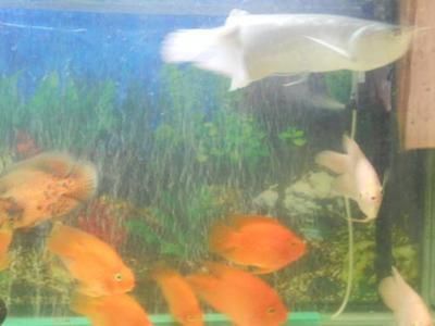 龍魚和金魚可以混養嗎為什么，如何選擇適合混養的金魚品種，混養龍魚金魚的日常管理技巧 龍魚和金魚可以混養嗎為什么，如何選擇適合混養的金魚品種，混養龍魚金魚的日常管理技巧 龍魚百科 第5張