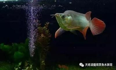龍魚不開夜燈會如何呢：龍魚不開夜燈會有什么后果嗎？