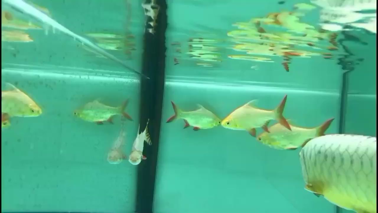大慶二手魚缸58同城電話號碼多少?。ù髴c魚缸廠家直銷）