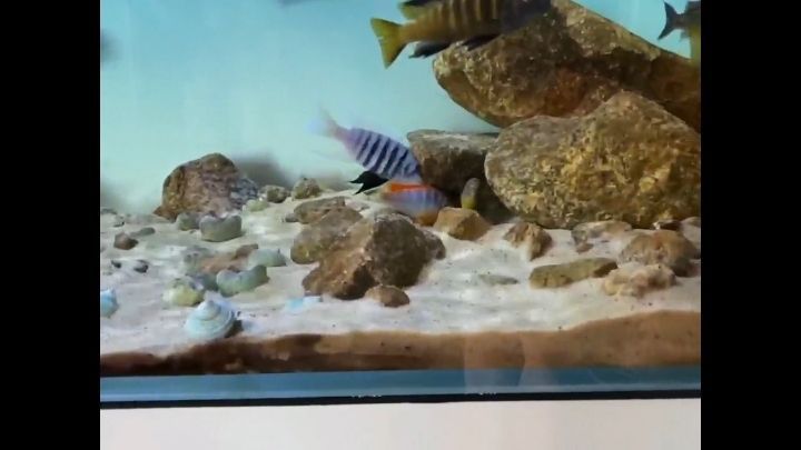 常州魚缸定制廠家有哪些地方招工（常州魚缸市場在哪里） 常州魚缸定制廠家有哪些地方招工（常州魚缸市場在哪里） 龍魚百科 第3張