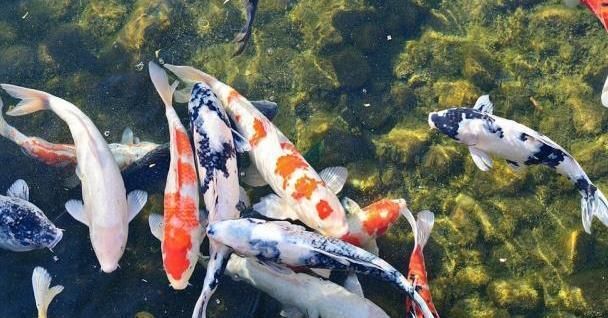 畢節(jié)哪里賣魚缸便宜實惠好用又便宜(畢節(jié)哪里賣魚缸便宜實惠好用又便宜的)