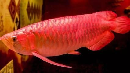如何看龍魚的年齡，如何判斷龍魚的壽命