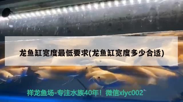 龍魚和虎魚混養(yǎng)用什么背景好 龍魚虎魚配什么魚 龍魚百科 第2張 龍魚和虎魚混養(yǎng)用什么背景好 龍魚虎魚配什么魚 龍魚和虎魚混養(yǎng)用什么背景好 龍魚虎魚配什么魚 龍魚百科 第2張