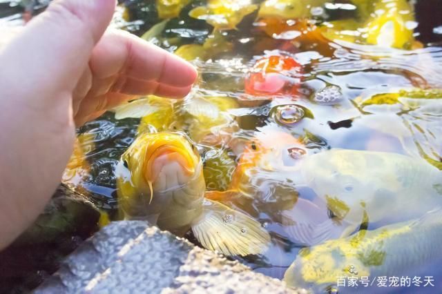 底濾魚缸怎么拆（底濾魚缸怎么拆洗視頻）