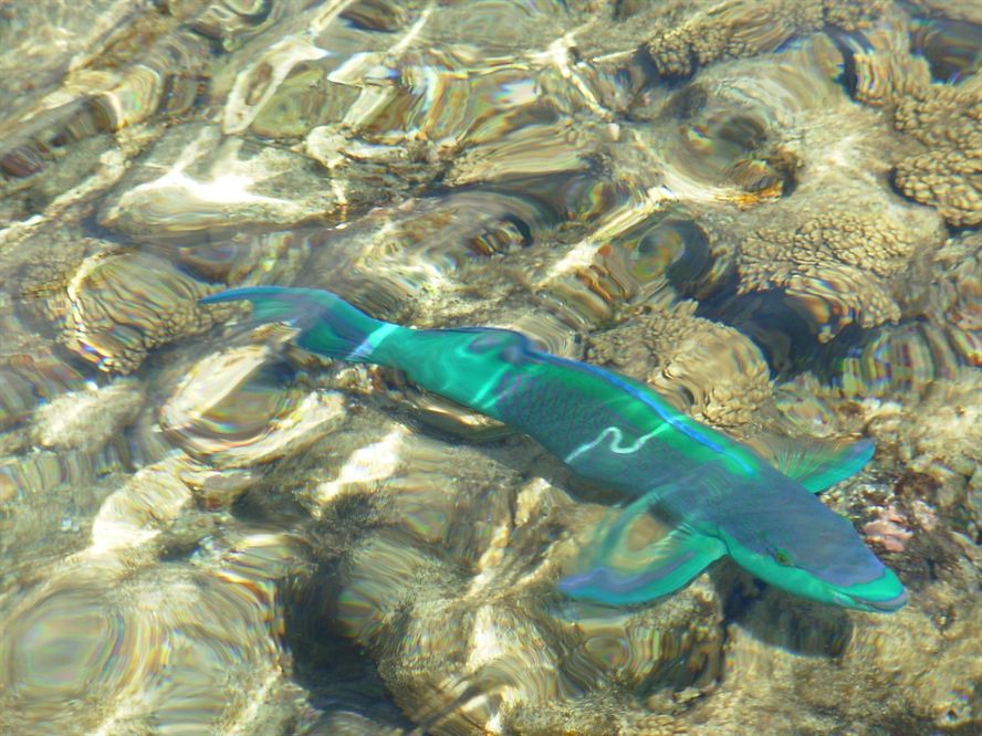 長春魚缸搬運電話多少號碼 長春專業搬魚缸魚