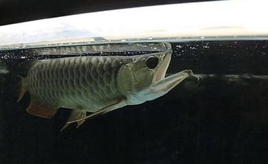 龍魚吃小蝦嗎