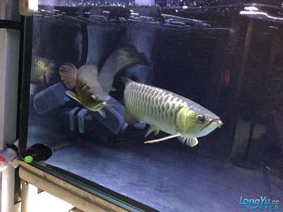 龍魚身上褐色斑點，龍魚身上出現褐色斑點可能是由多種因素引起的