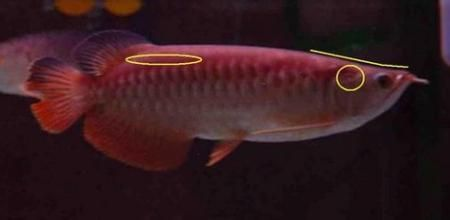 金龍魚鑒定網(wǎng)站查詢，如何辨別金龍魚的真?zhèn)? title=