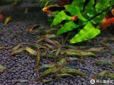 紅龍魚應該怎么養：紅龍魚飼養水溫調節技巧紅龍魚飼養水溫調節技巧