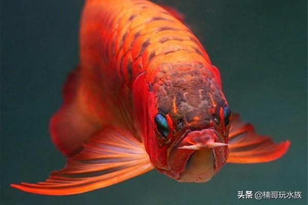 金龍魚寫真照片高清，金龍魚寫真照片高清攝影技巧金龍魚品種欣賞指南