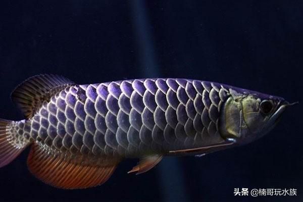 金龍魚寫真照片高清，金龍魚寫真照片高清攝影技巧金龍魚品種欣賞指南