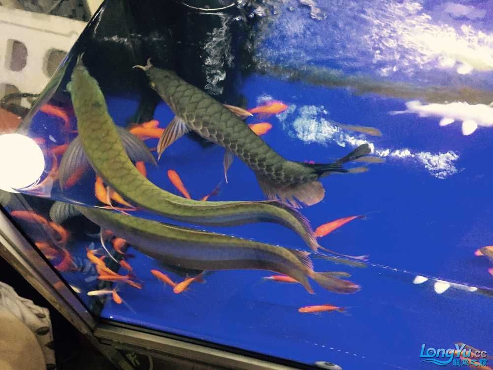 龍魚世家，廣州龍魚世家