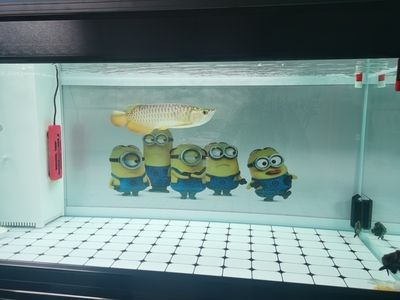 龍魚到家幾天換水