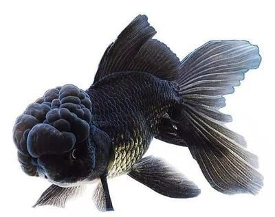 龍魚到家幾天換水