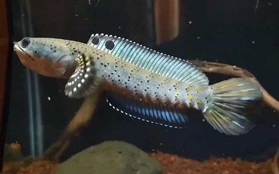 雷龍魚特性，雷龍魚的主要特性 雷龍魚特性，雷龍魚的主要特性 龍魚百科 第6張