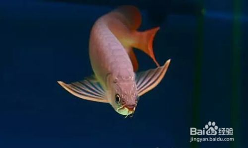 龍魚體長比缸大怎么辦,如何判斷龍魚是否受到驚嚇 龍魚百科 第6張 龍魚體長比缸大怎么辦,如何判斷龍魚是否受到驚嚇 龍魚體長比缸大怎么辦,如何判斷龍魚是否受到驚嚇 龍魚百科 第6張