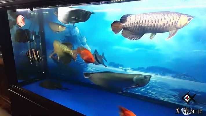 龍魚缸搭配：龍魚缸如何搭配
