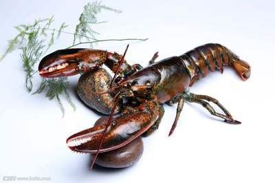 家里龍魚突然死了什么預(yù)兆解夢
