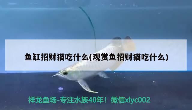 金晶玻璃魚缸（金晶玻璃魚缸缺點(diǎn)） 金晶玻璃魚缸（金晶玻璃魚缸缺點(diǎn)） 龍魚百科 第3張