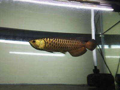 金龍魚最貴的品種排名，金龍魚市場價格趨勢