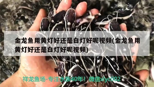 南寧龍魚價格表（南寧龍魚價格表大全） 南寧龍魚價格表（南寧龍魚價格表大全） 龍魚百科 第3張