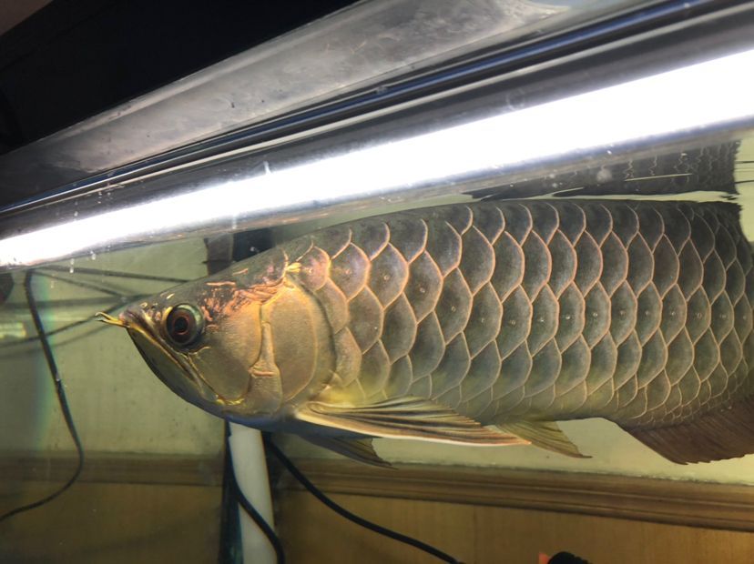 衡水魚缸制作視頻大全圖片欣賞(衡水魚缸制作視頻大全圖片欣賞教程)