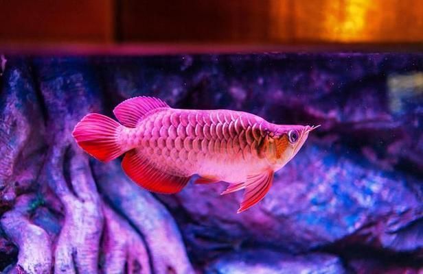 龍魚在哪里養，廣東省和江蘇省南京市是龍魚養殖主要地區