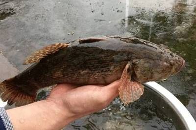 南寧最大的花鳥市場有魚缸買嗎多少錢一條魚（南寧花鳥市場水族館）