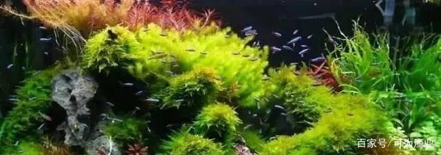 怎樣選紅龍魚苗好養：怎樣選紅龍魚苗好，新手必知的挑選秘籍