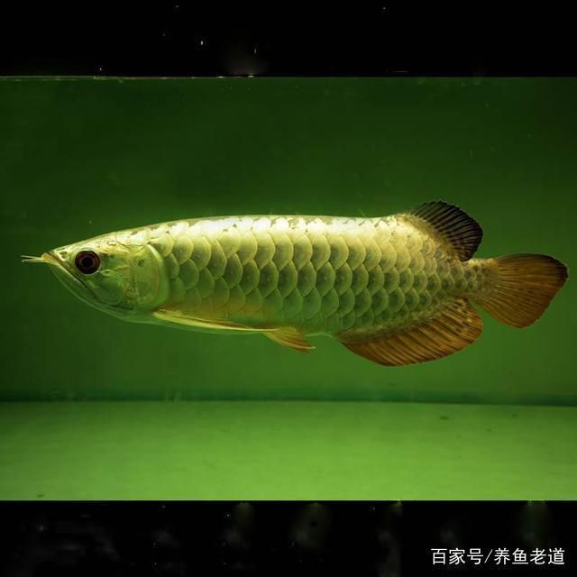 龍魚原名叫什么名字來著，龍魚的原名叫什么？龍魚的養殖技巧有哪些？ 龍魚原名叫什么名字來著，龍魚的原名叫什么？龍魚的養殖技巧有哪些？ 龍魚百科 第5張