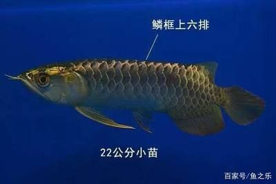 龍魚什么時候可以看出來鱗片過背，過背金龍魚市場價格趨勢,過背龍魚與其他品種區別
