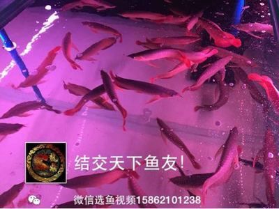 龍魚進貨渠道有哪些種類（如何選擇龍魚進貨渠道） 龍魚進貨渠道有哪些種類（如何選擇龍魚進貨渠道） 龍魚百科 第4張