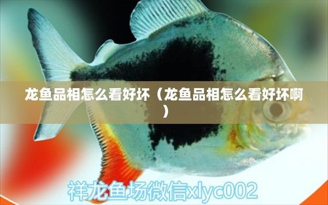 龍魚的品相怎么看出來好壞呢，如何挑選健康的龍魚幼魚