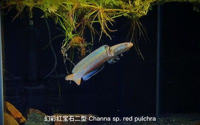 雷龍魚商紅色水，關于“雷龍魚商紅色水”的詳細解釋