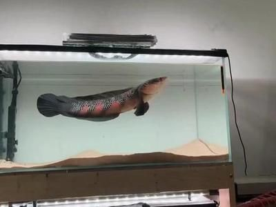雷龍魚商紅色水，關于“雷龍魚商紅色水”的詳細解釋 雷龍魚商紅色水，關于“雷龍魚商紅色水”的詳細解釋 龍魚百科 第4張