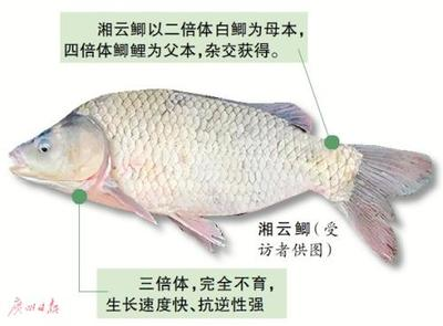 龍魚養(yǎng)殖場都喂大麥蟲嗎（龍魚喂食大麥蟲）