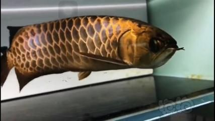 如何區(qū)分金龍魚炮彈頭，炮彈頭金龍魚的區(qū)別