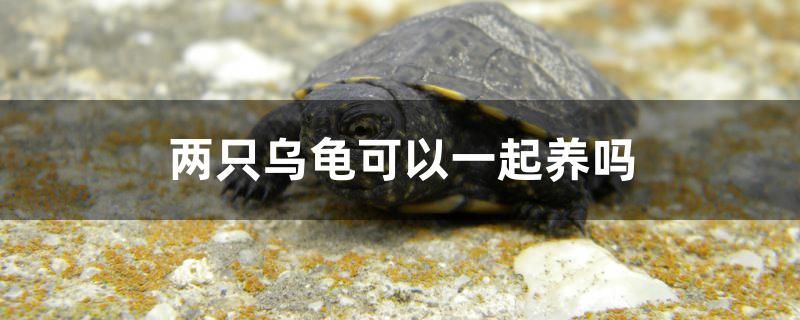 濰坊做魚缸的地方在哪個位置啊多少錢（濰坊做魚缸的地方在哪個位置啊多少錢啊）