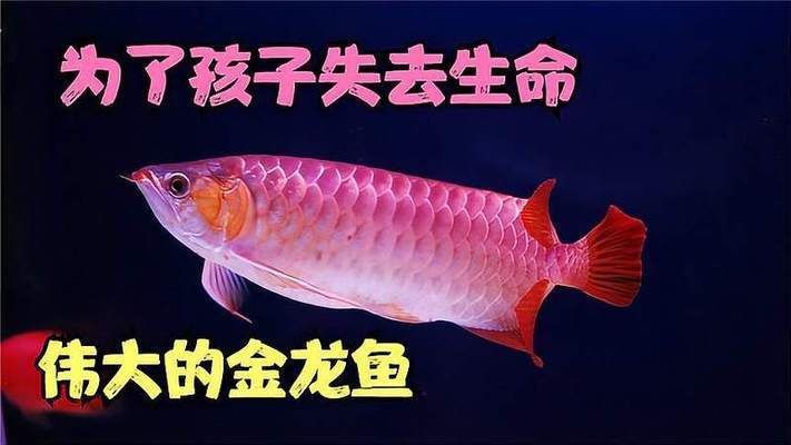 金龍魚紀(jì)錄片