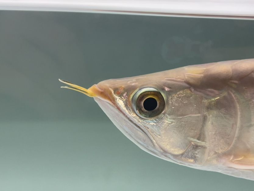 金龍魚的水溫多少度好（金龍魚的水溫多少度好養活）