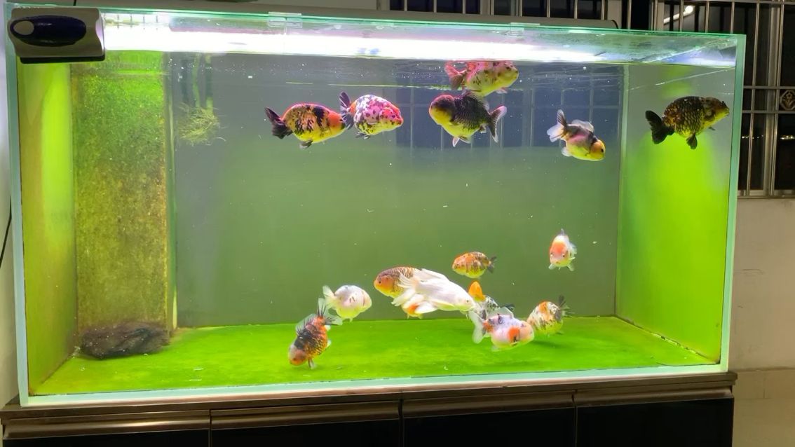 榆次哪兒有賣魚缸的店子（榆次觀賞魚批發市場）