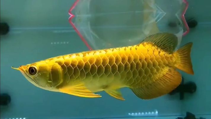 金龍魚原型，金龍魚原型是指其原始形態或最早的已知形態或最早的已知形態