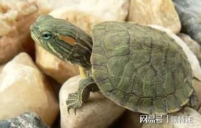 紅龍魚如何挑選好的小魚苗(紅龍魚如何挑選好的小魚苗圖片)