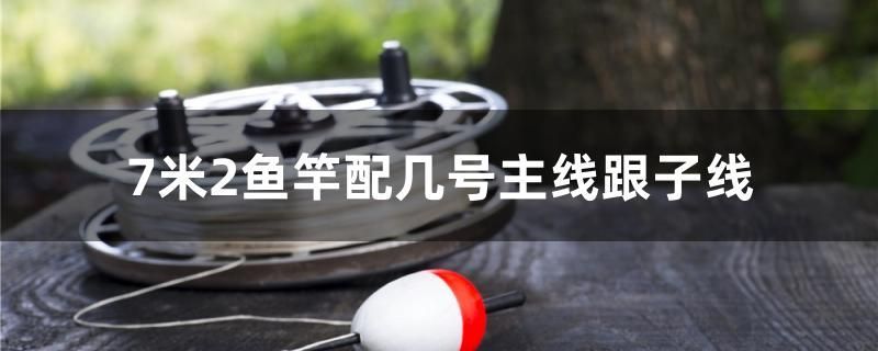 印尼紅龍魚照片高清大圖大全（印尼紅龍魚大概多少錢）