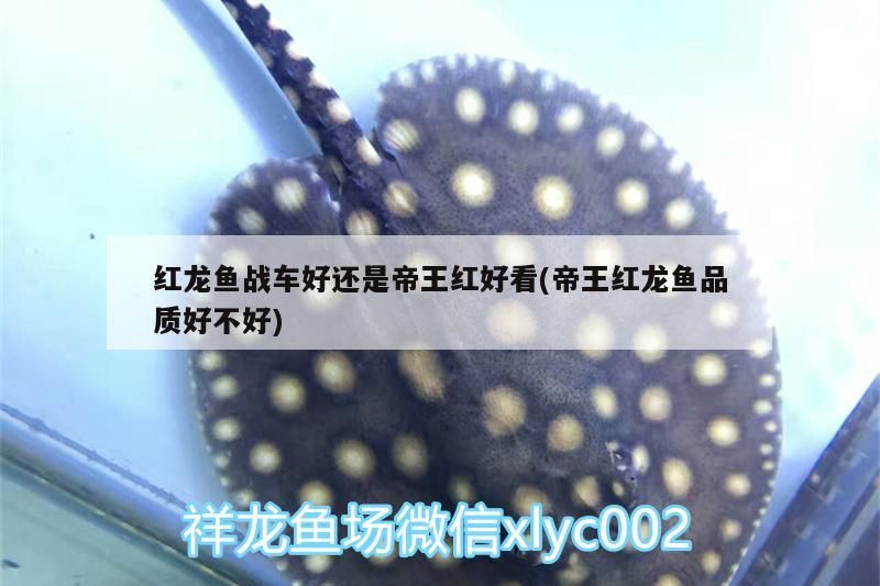 生態魚缸水質發黃（魚缸水質變黃）