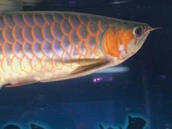 龍魚論壇天王至尊紅龍怎么樣，天王至尊紅龍品種鑒賞指南如何挑選高品質紅龍魚 龍魚論壇天王至尊紅龍怎么樣，天王至尊紅龍品種鑒賞指南如何挑選高品質紅龍魚 龍魚百科 第6張