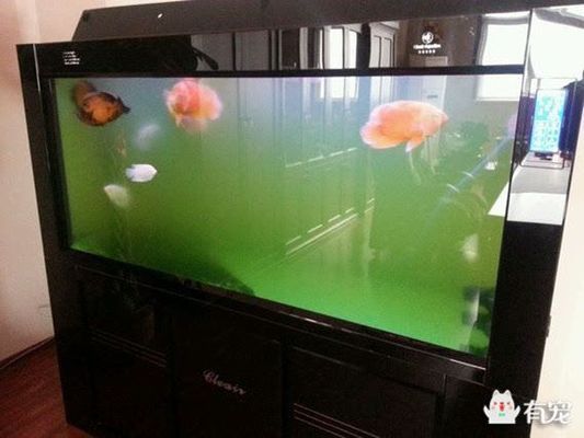 廣州哪里批發魚缸石價格最低的(廣州哪里批發魚缸石價格最低的地方) 廣州哪里批發魚缸石價格最低的(廣州哪里批發魚缸石價格最低的地方) 龍魚百科 第2張